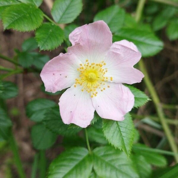 Rosa micrantha Bloem