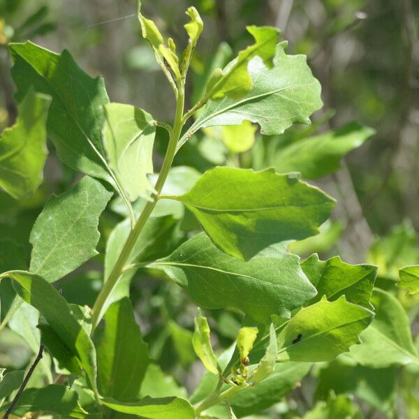 Baccharis halimifolia পাতা