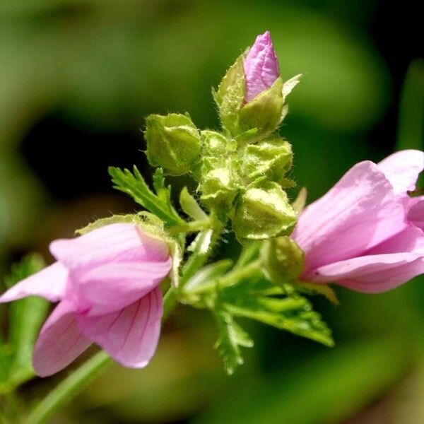 Malva moschata 花