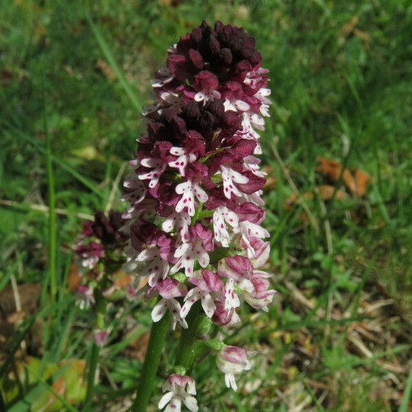 Neotinea ustulata Flower