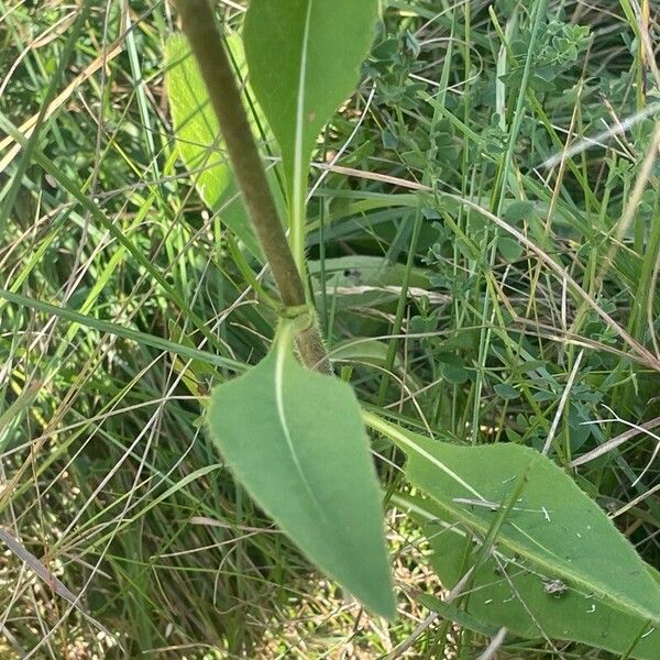 Succisa pratensis Leaf