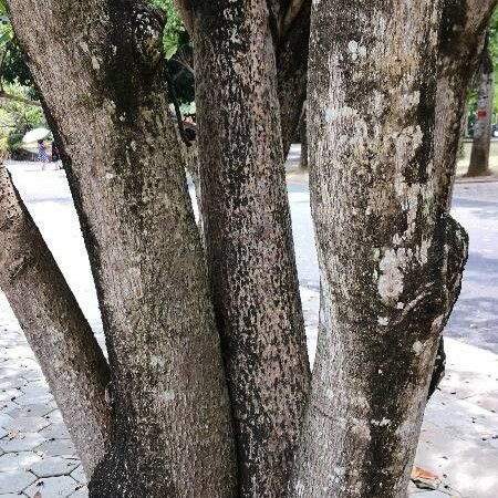 Cerbera manghas Bark