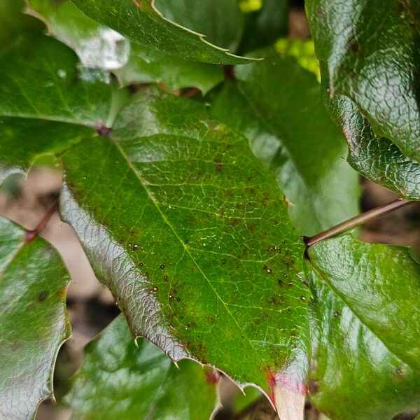 Berberis repens 葉