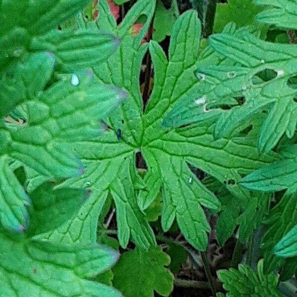 Geranium platypetalum 葉