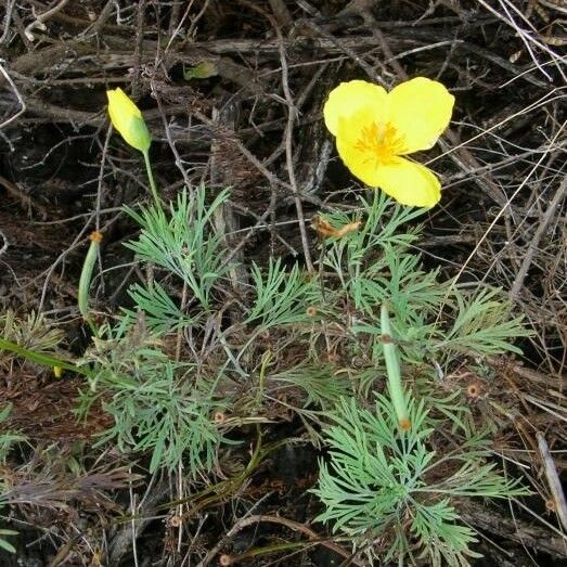 Hunnemannia fumariifolia Hábito