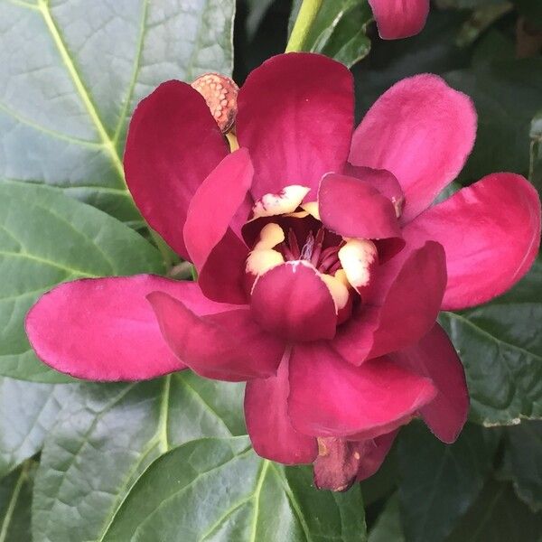 Calycanthus floridus Flower