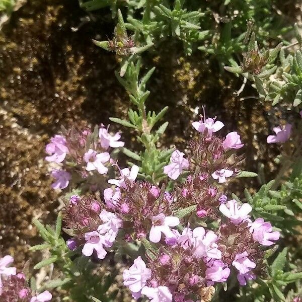 Thymus algeriensis Flower