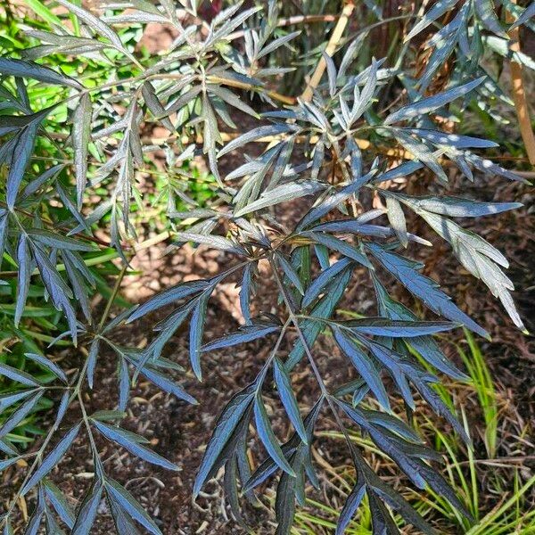 Grevillea robusta Levél