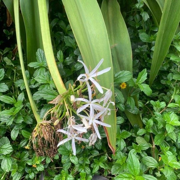 Crinum asiaticum Flower