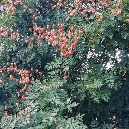 Koelreuteria paniculata অভ্যাস