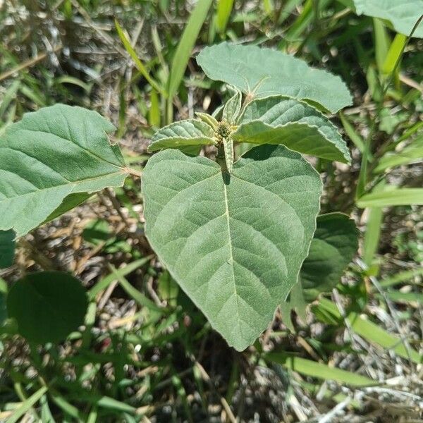 Croton argenteus Leht