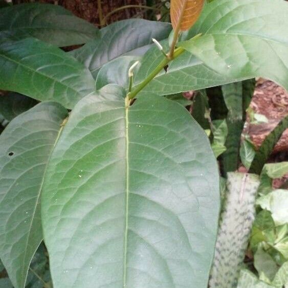 Piper arboreum Flower