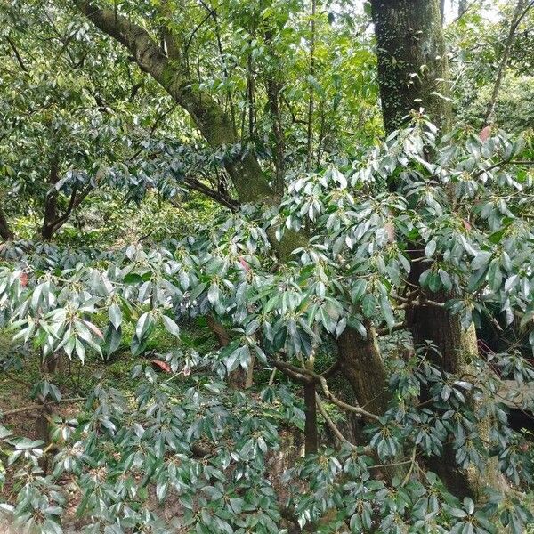 Quercus glauca Leaf