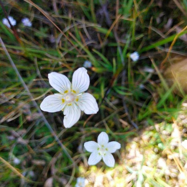 Parnassia palustris Цвят