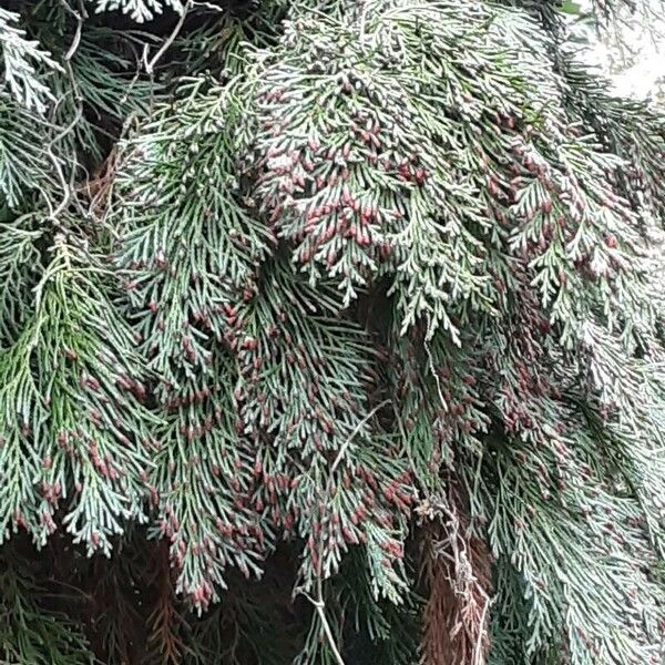 Chamaecyparis lawsoniana Yaprak