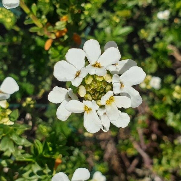 Iberis sempervirens Floare