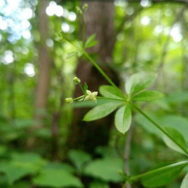 Galium triflorum Virág