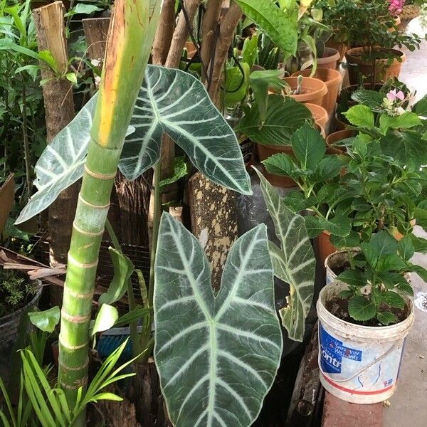 Alocasia longiloba ᱥᱟᱠᱟᱢ