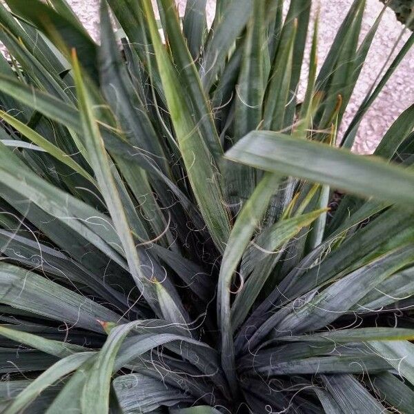 Yucca filamentosa List