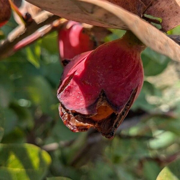 Pistacia terebinthus Φρούτο