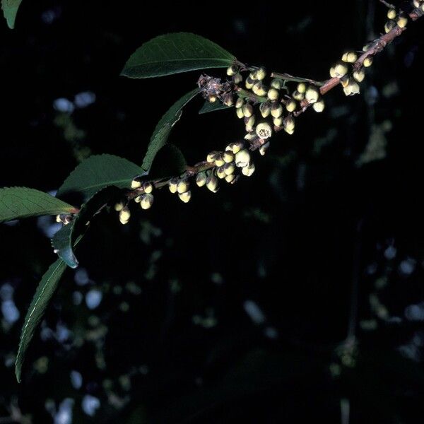 Eurya japonica Flower