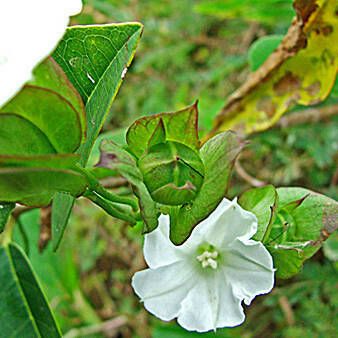 Aniseia martinicensis Habit