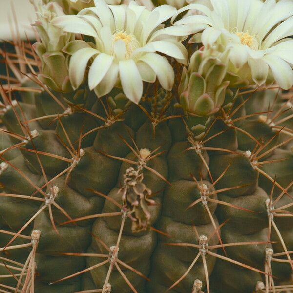 Gymnocalycium schickendantzii Λουλούδι