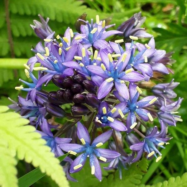 Scilla peruviana Blüte