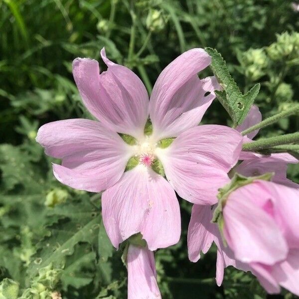 Malva thuringiaca Flor