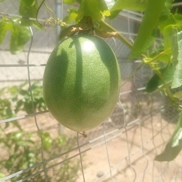 Passiflora edulis Fruct