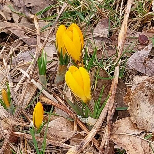 Crocus chrysanthus Кветка