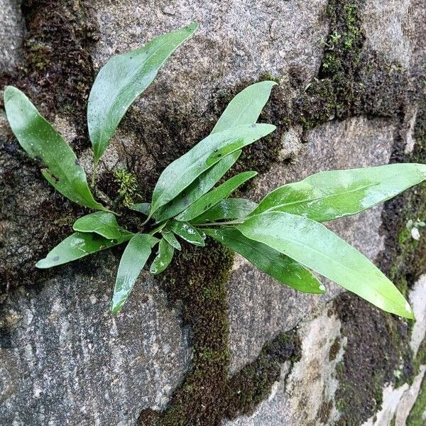 Microsorum punctatum Облик