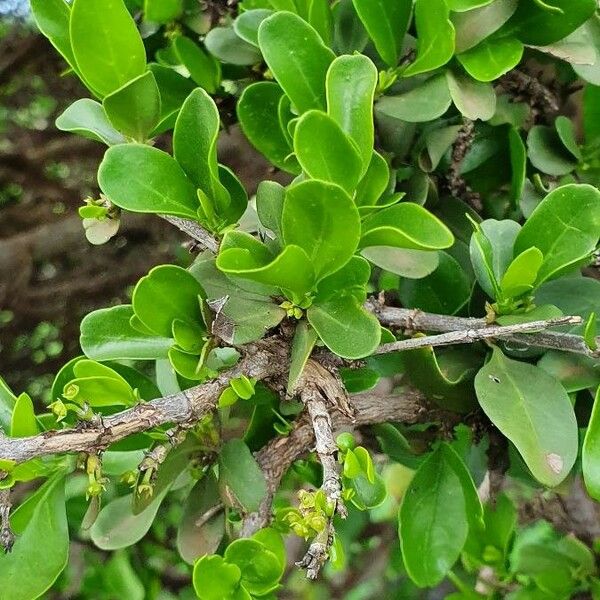 Pyrostria phyllanthoidea Folha