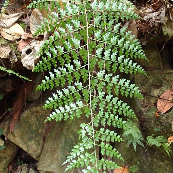 Asplenium laserpitiifolium Leaf