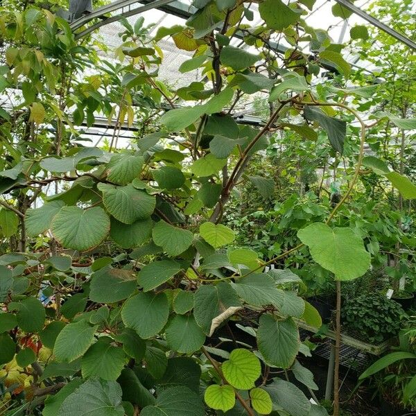 Actinidia chinensis 形態