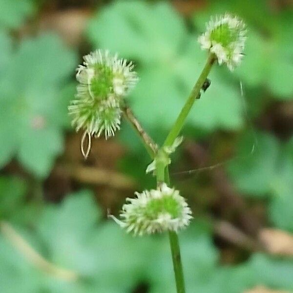 Sanicula europaea Vaisius