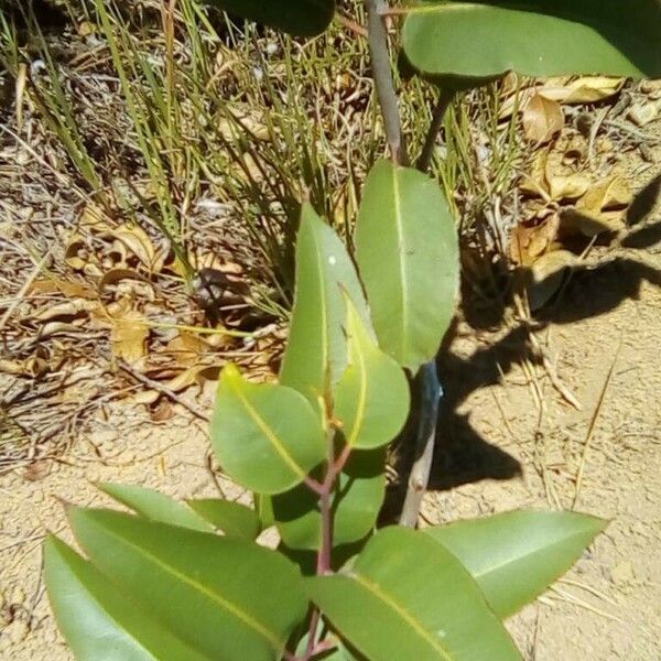 Corymbia citriodora Liść