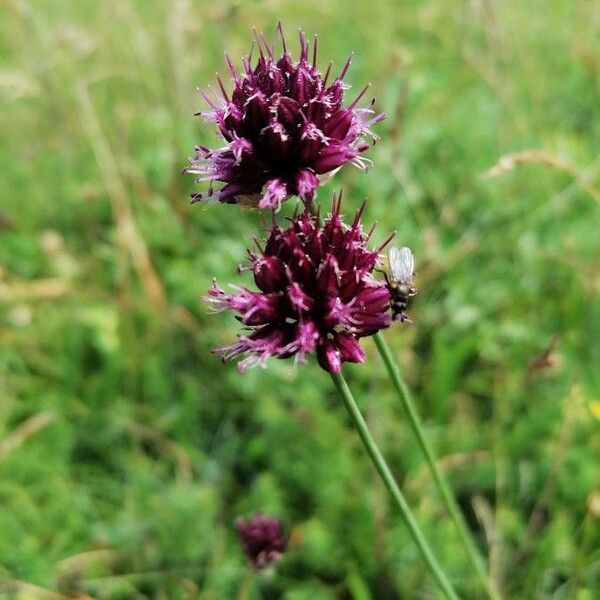 Allium scorodoprasum Blomma