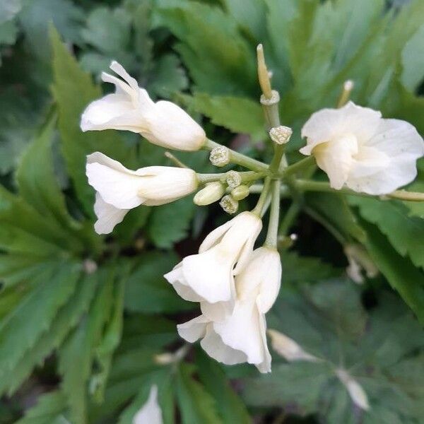 Cardamine heptaphylla Цвят