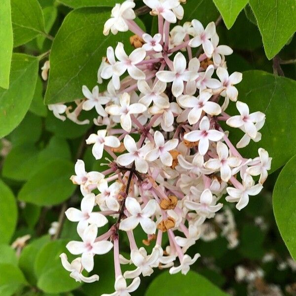 Syringa pubescens Kvet