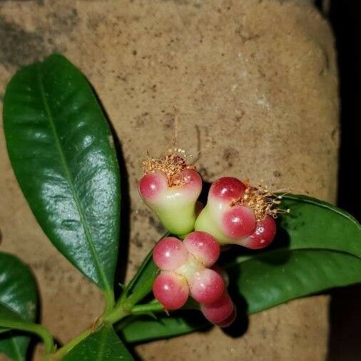 Syzygium aqueum Flower