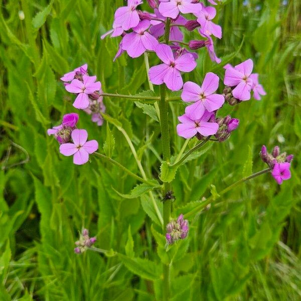 Hesperis matronalis Kukka