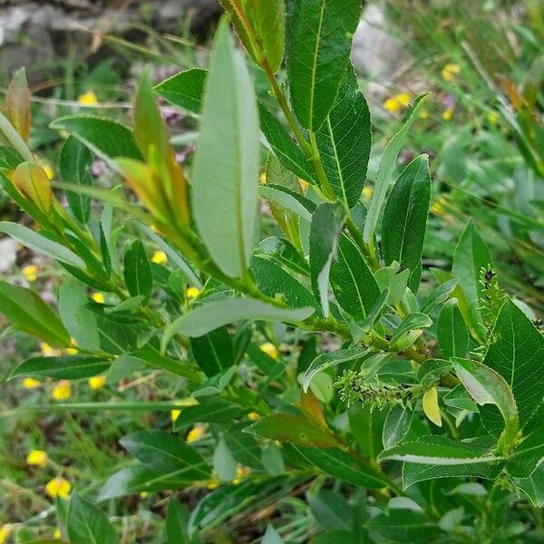 Salix glabra Blatt