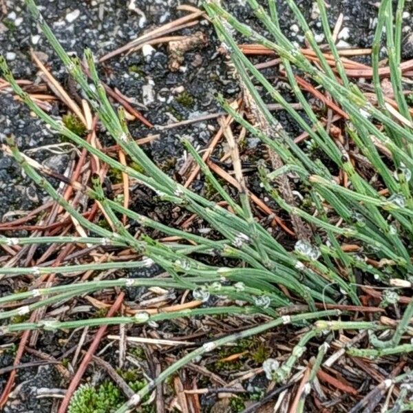 Equisetum variegatum Leaf