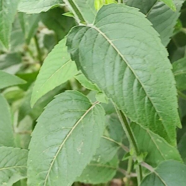 Monarda fistulosa Leaf