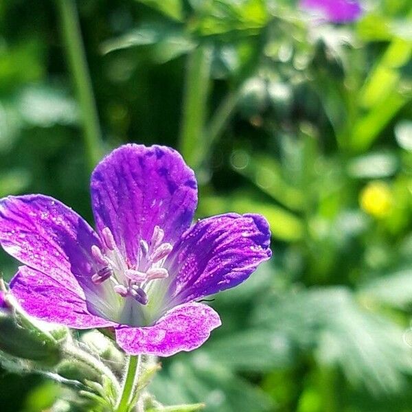 Geranium sylvaticum ᱵᱟᱦᱟ