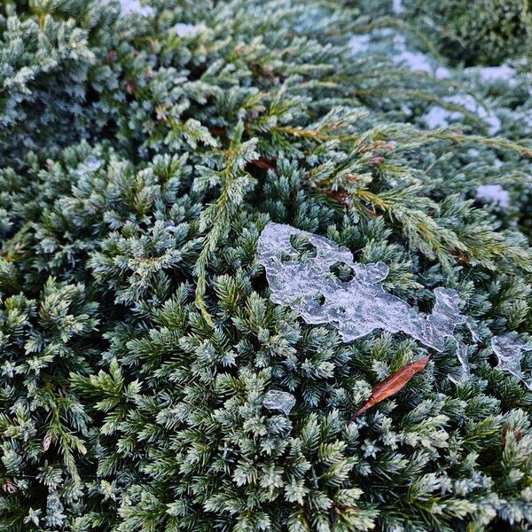 Juniperus squamata Hábito