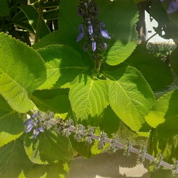 Coleus barbatus Flower