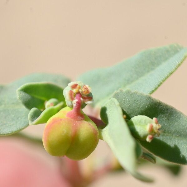 Euphorbia peplis Fruit
