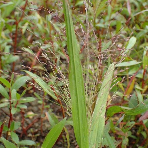 Panicum capillare Хабит